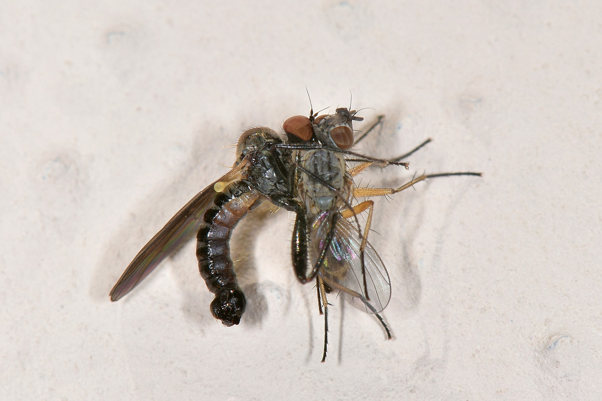 Hybotidae: Hybos sp.?  Sì !